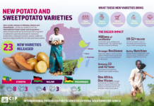 Race Against Climate Change: How New Potato and Sweetpotato Varieties Are Delivering Results