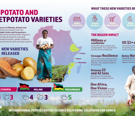 Race Against Climate Change: How New Potato and Sweetpotato Varieties Are Delivering Results