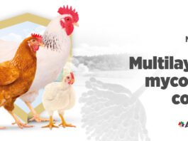 Mycotoxin contamination in South Africa: implications for poultry immune system response