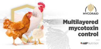 Mycotoxin contamination in South Africa: implications for poultry immune system response