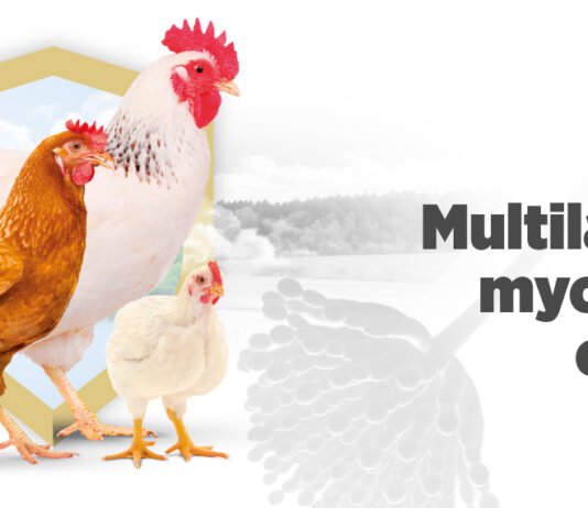 Mycotoxin contamination in South Africa: implications for poultry immune system response