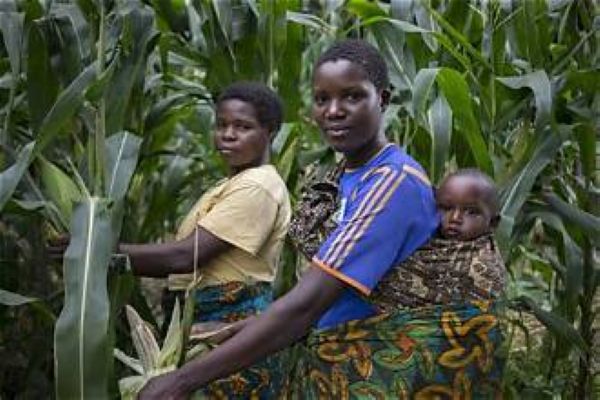 Maize (002)