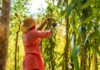 Cutting Out the Middleman: Madagascan Vanilla Family Finds European Market on Temu