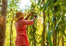 Cutting Out the Middleman: Madagascan Vanilla Family Finds European Market on Temu