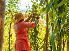 Cutting Out the Middleman: Madagascan Vanilla Family Finds European Market on Temu