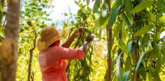 Cutting Out the Middleman: Madagascan Vanilla Family Finds European Market on Temu