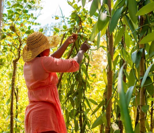 Cutting Out the Middleman: Madagascan Vanilla Family Finds European Market on Temu