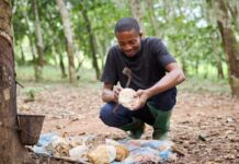 Olam Agri Grows Rubber Business with Asia Africa Rubber Industry Acquisition