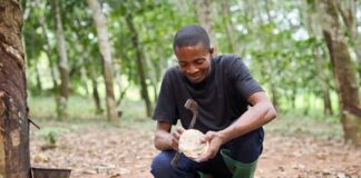 Olam Agri Grows Rubber Business with Asia Africa Rubber Industry Acquisition