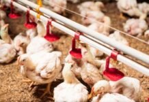 Rainbow Chicken Posts Strong Full-Year Results as Strategy and Lower Feed Costs Pay Off