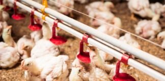 Rainbow Chicken Posts Strong Full-Year Results as Strategy and Lower Feed Costs Pay Off