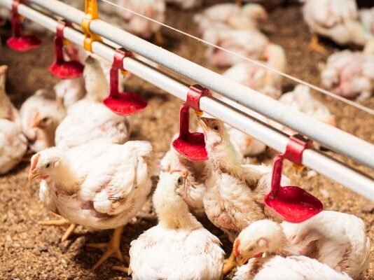 Rainbow Chicken Posts Strong Full-Year Results as Strategy and Lower Feed Costs Pay Off