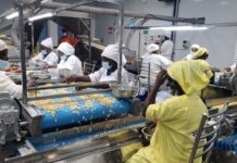 GuarantCo Supports Robust’s Cashew Processing Expansion to Deliver Local Economic Impact in Côte d’Ivoire