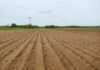 SugarBeet Expo 2026: Future-Proofing Sugar Beet with Soil Health