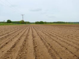 SugarBeet Expo 2026: Future-Proofing Sugar Beet with Soil Health