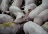 WEDA Unveils New Straw Dispensing System to Enhance Sow Welfare