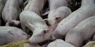 WEDA Unveils New Straw Dispensing System to Enhance Sow Welfare