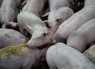 WEDA Unveils New Straw Dispensing System to Enhance Sow Welfare