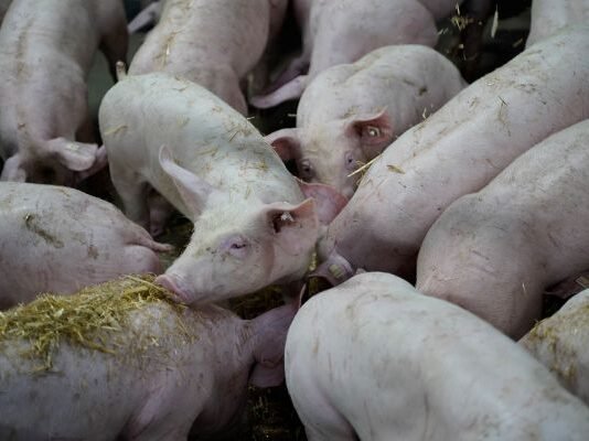 WEDA Unveils New Straw Dispensing System to Enhance Sow Welfare