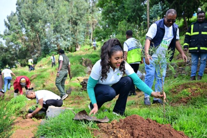 Reforestation