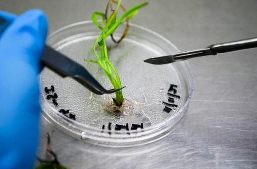 crop genomics