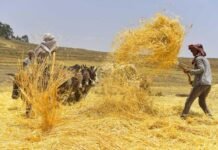 EIB provides €4 million grant for climate-risk insurance for Ethiopian smallholder farmers