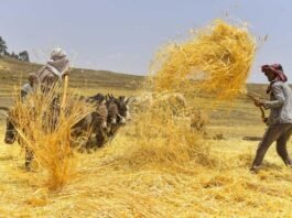 EIB provides €4 million grant for climate-risk insurance for Ethiopian smallholder farmers