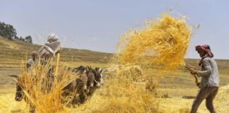 EIB provides €4 million grant for climate-risk insurance for Ethiopian smallholder farmers