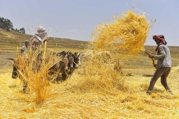 smallholder farmers in Ethiopia