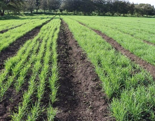 wheat_field_in_Ethiopia._photo_by_CIMMYT_600x400