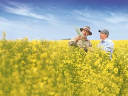 Canola’s Golden Era: How Growth is Unlocking New Markets and Investment