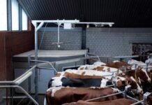 Connected, flexible, resilient: GEA shows future perspectives for dairy farming at EuroTier 2026