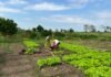 Behind Africa’s Agricultural Revolution: AbbeLabs and ISRIC Join Forces on Soil Intelligence