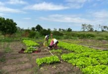 Behind Africa’s Agricultural Revolution: AbbeLabs and ISRIC Join Forces on Soil Intelligence