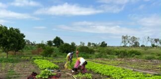 Behind Africa’s Agricultural Revolution: AbbeLabs and ISRIC Join Forces on Soil Intelligence