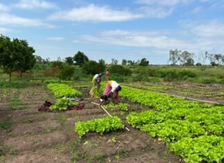Behind Africa’s Agricultural Revolution: AbbeLabs and ISRIC Join Forces on Soil Intelligence