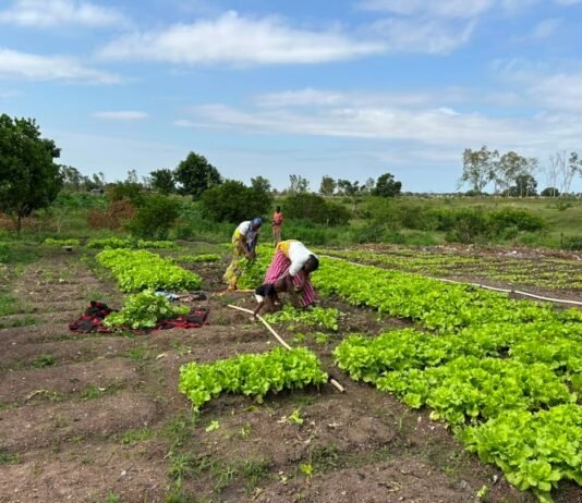 Behind Africa’s Agricultural Revolution: AbbeLabs and ISRIC Join Forces on Soil Intelligence