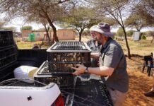 Intercultural partnership launches layer-hen project