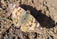 The Hidden Lives of Insects: Why South Africa Needs to Conserve Its Beetles and Moths