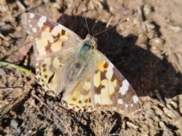 The Hidden Lives of Insects: Why South Africa Needs to Conserve Its Beetles and Moths