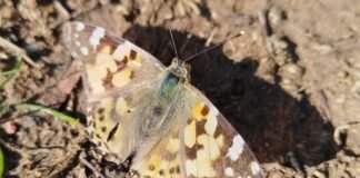 The Hidden Lives of Insects: Why South Africa Needs to Conserve Its Beetles and Moths