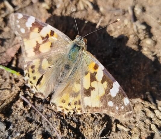 The Hidden Lives of Insects: Why South Africa Needs to Conserve Its Beetles and Moths
