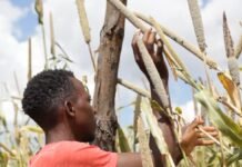 Farmers in India, Zambia speak on El Niño’s Impact on crops, costs and livelihoods and the 2026 harvest