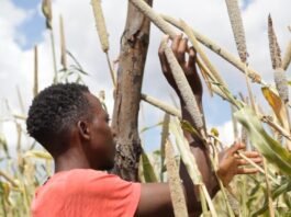Farmers in India, Zambia speak on El Niño’s Impact on crops, costs and livelihoods and the 2026 harvest