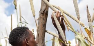 Farmers in India, Zambia speak on El Niño’s Impact on crops, costs and livelihoods and the 2026 harvest