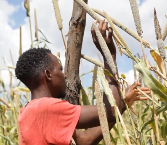 Farmers in India, Zambia speak on El Niño’s Impact on crops, costs and livelihoods and the 2026 harvest