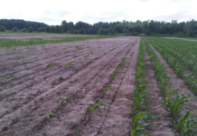 Getting ahead of cutworms: Lessons from 2025 to help farmers prepare for 2026/27