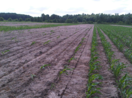 Getting ahead of cutworms: Lessons from 2025 to help farmers prepare for 2026/27