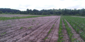 Getting ahead of cutworms: Lessons from 2025 to help farmers prepare for 2026/27