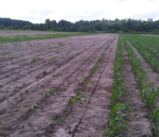Getting ahead of cutworms: Lessons from 2025 to help farmers prepare for 2026/27